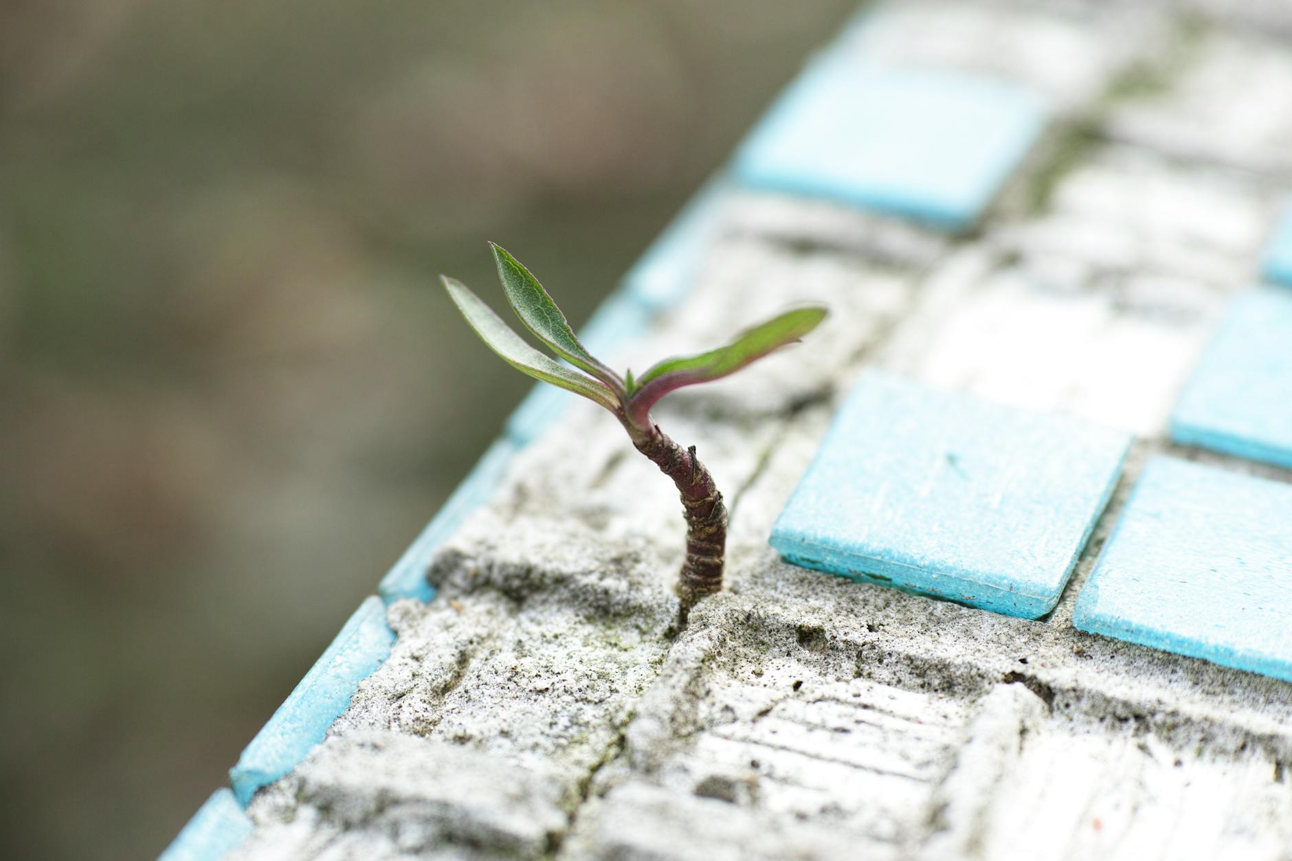 Grounded Growth